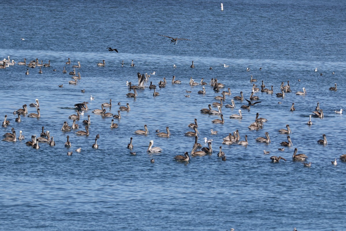 Brown Pelican - ML623379049