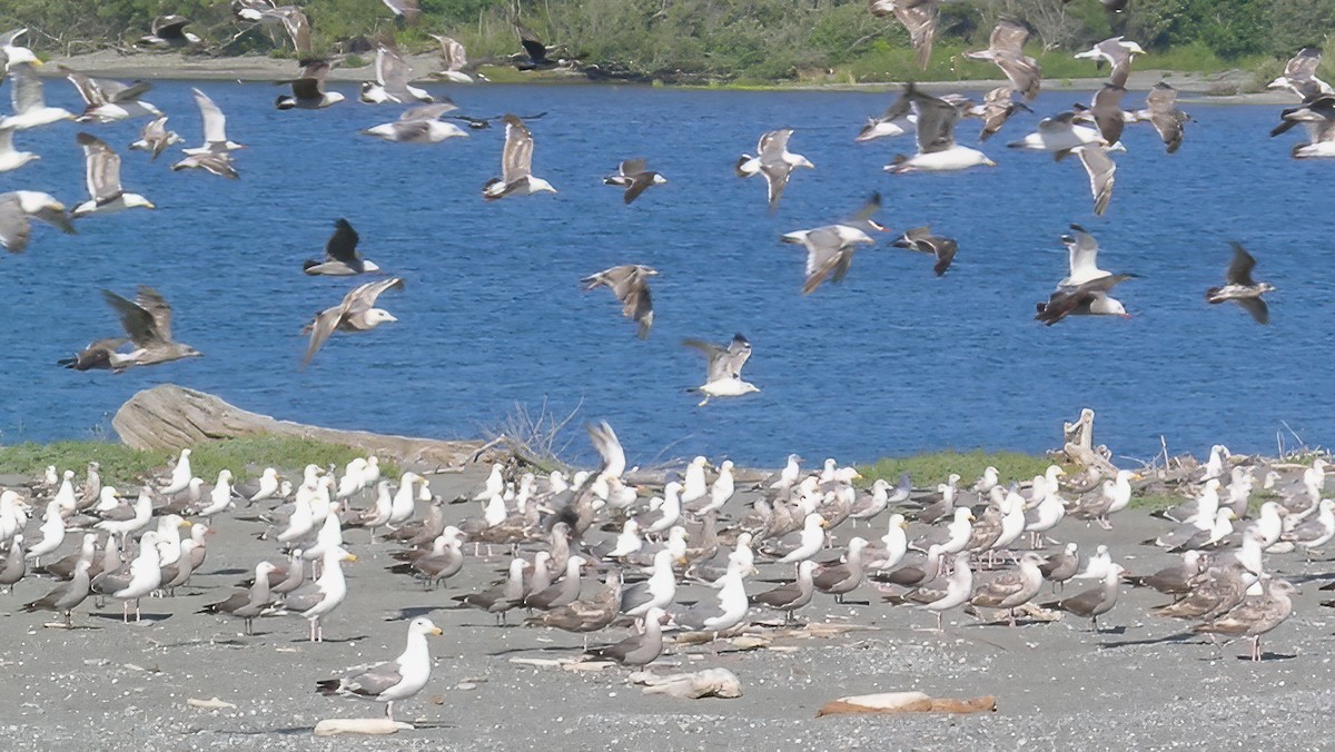 Heermann's Gull - ML623379069