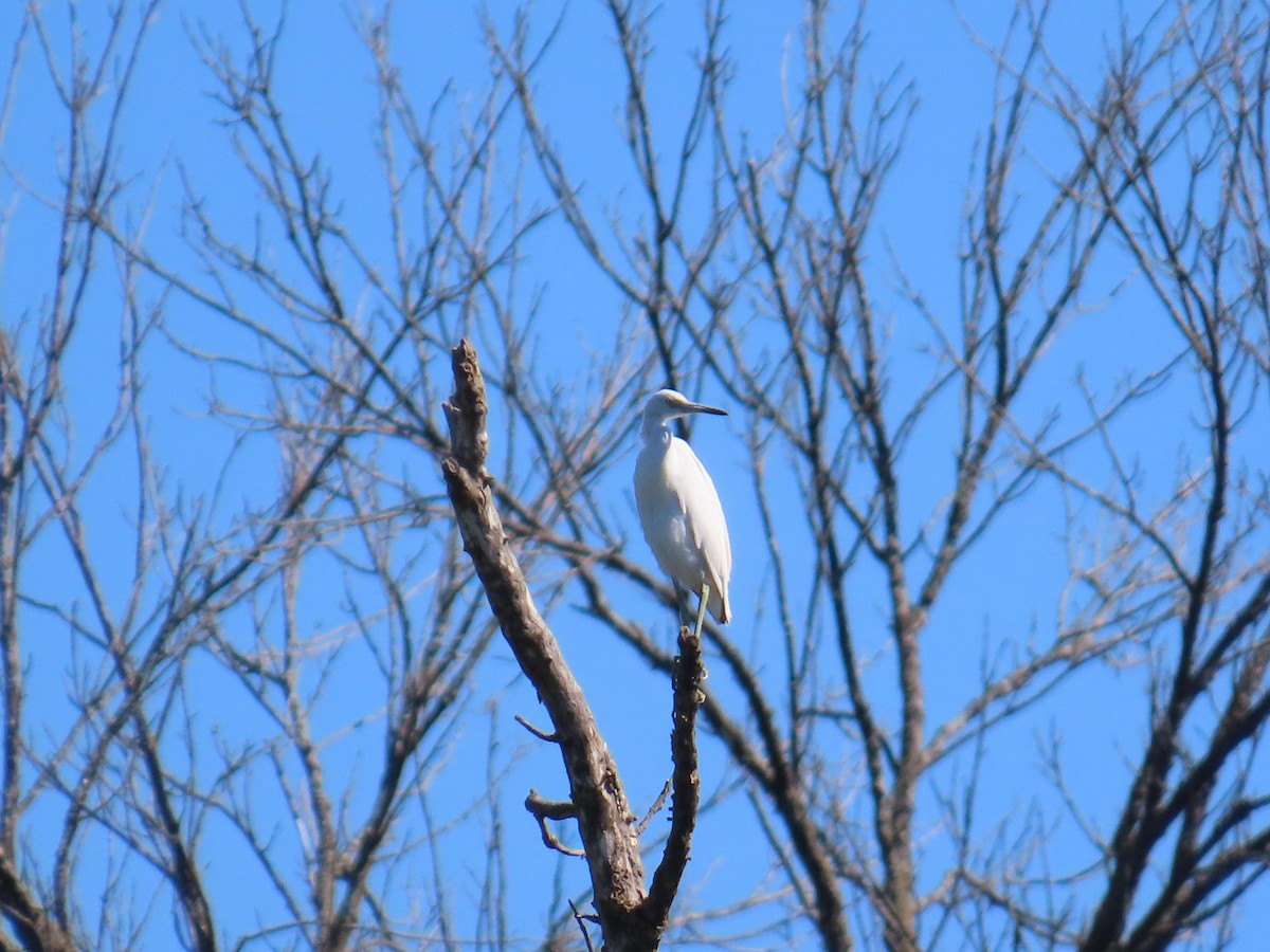 Little Blue Heron - ML623379075