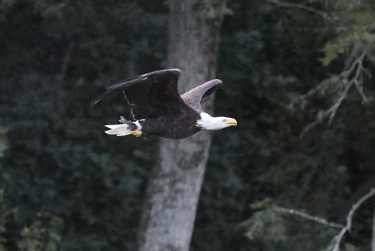 Bald Eagle - ML623379081