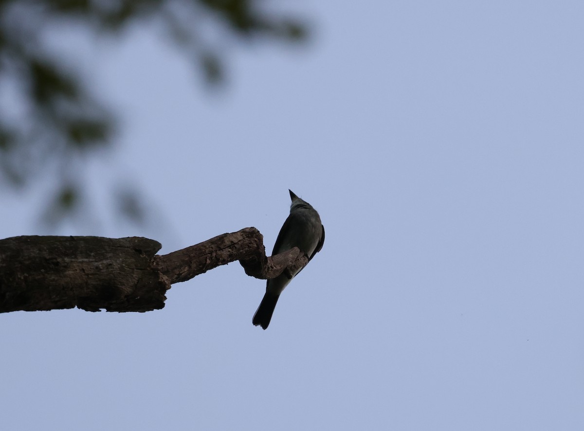 Eastern Wood-Pewee - ML623379088