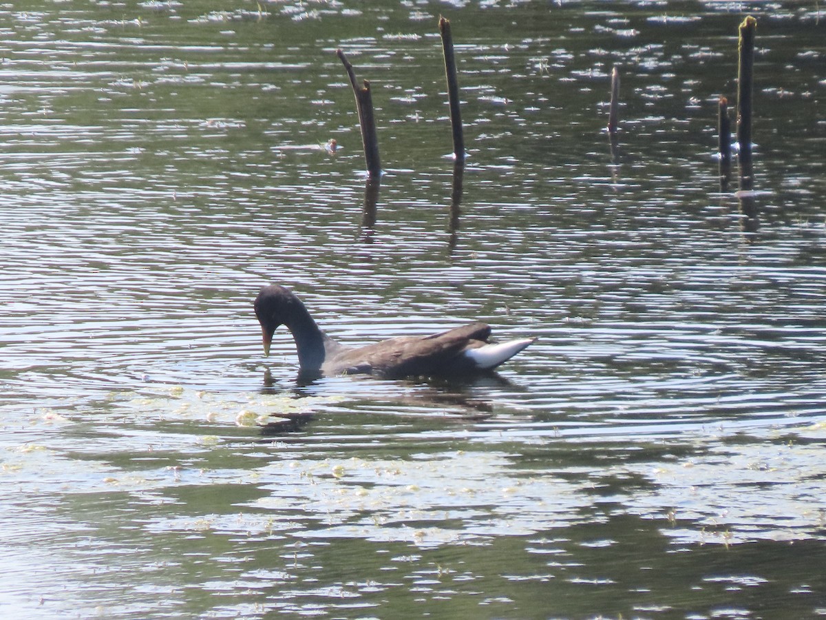 Common Gallinule - ML623379119