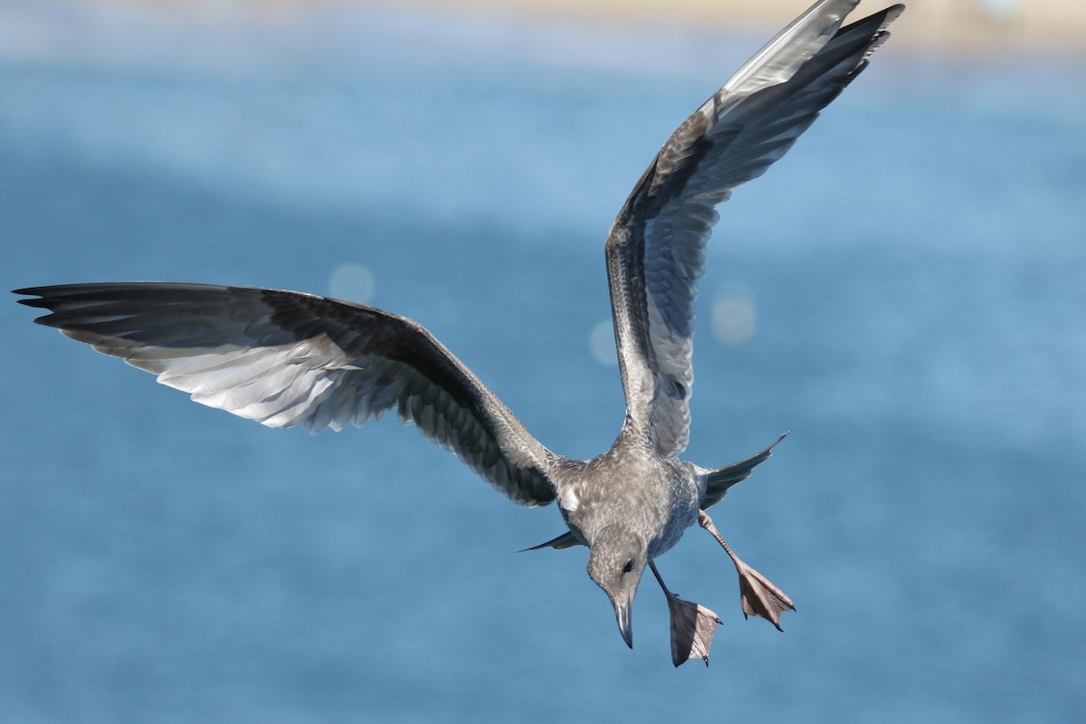 Western Gull - ML623379130