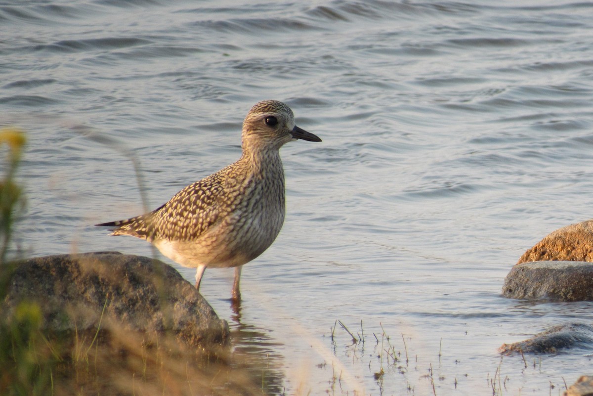 Black-bellied Plover - ML623379159