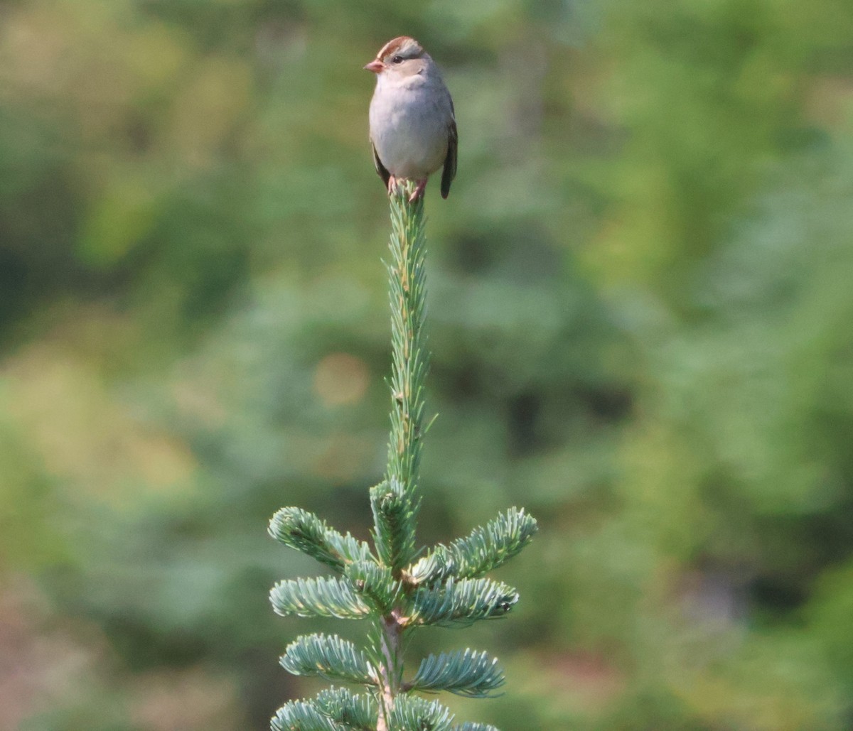 White-crowned Sparrow - ML623379160