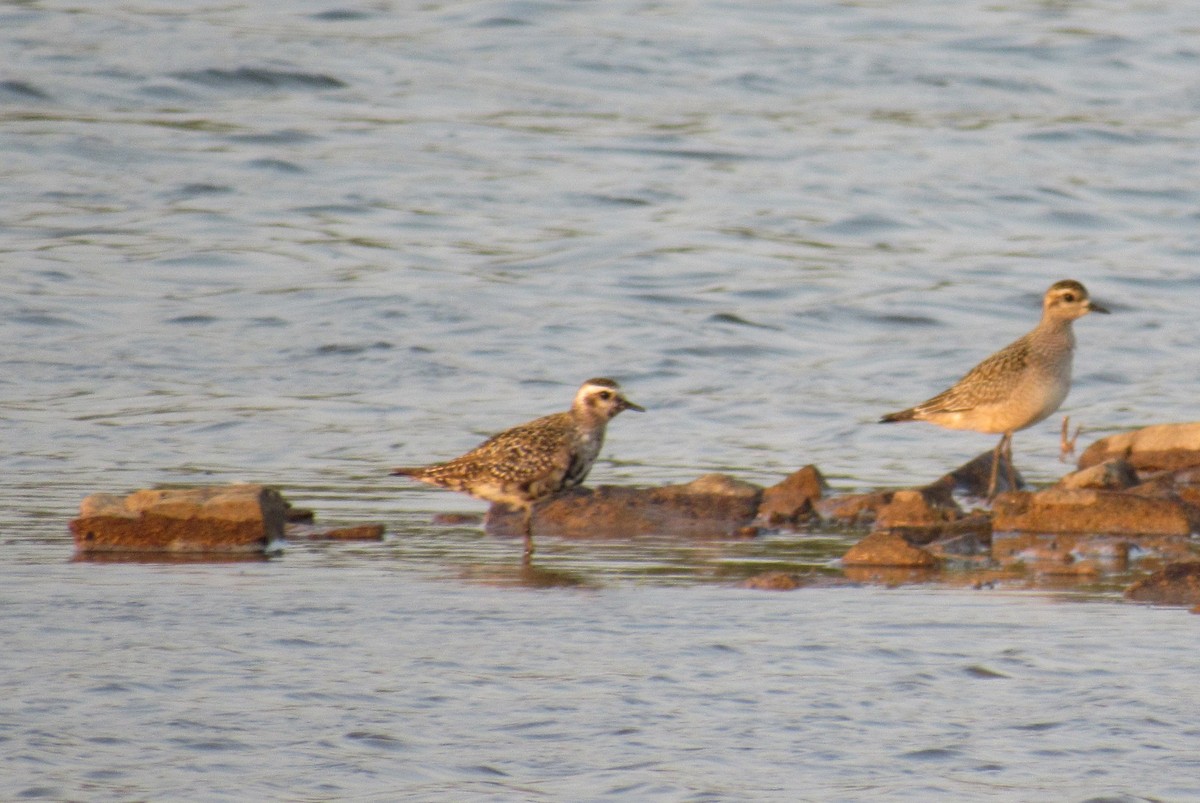 American Golden-Plover - ML623379164