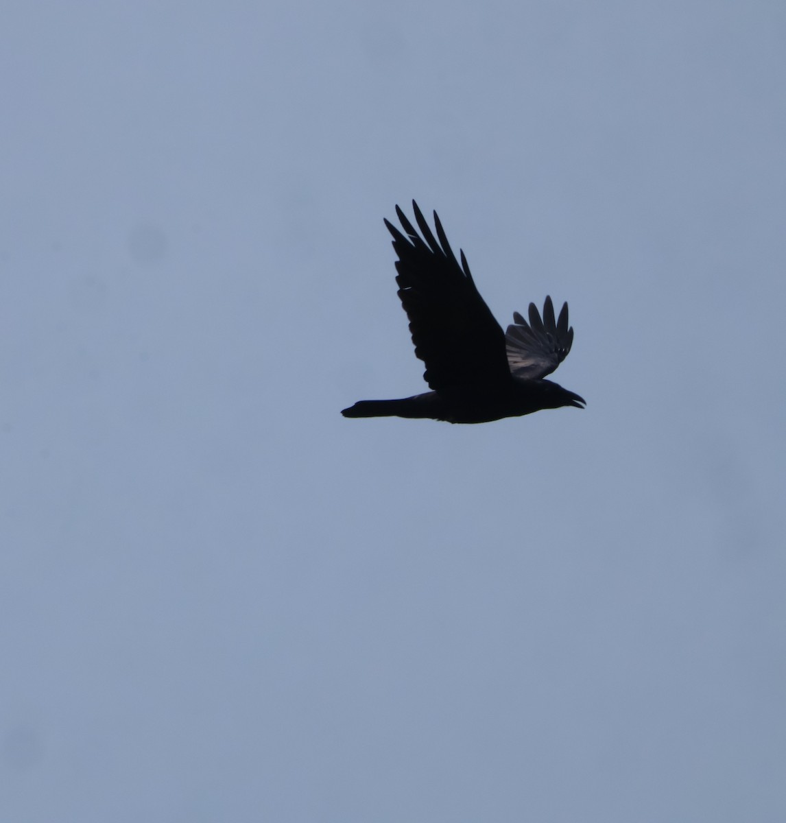 Common Raven - ML623379167