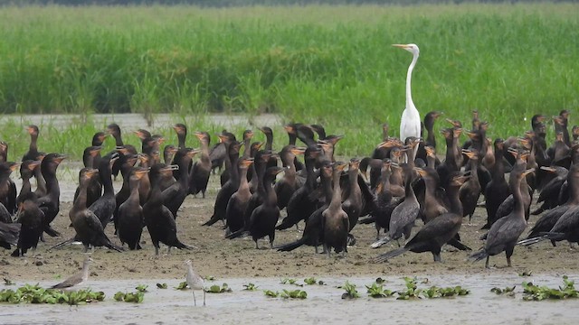 Neotropic Cormorant - ML623379189