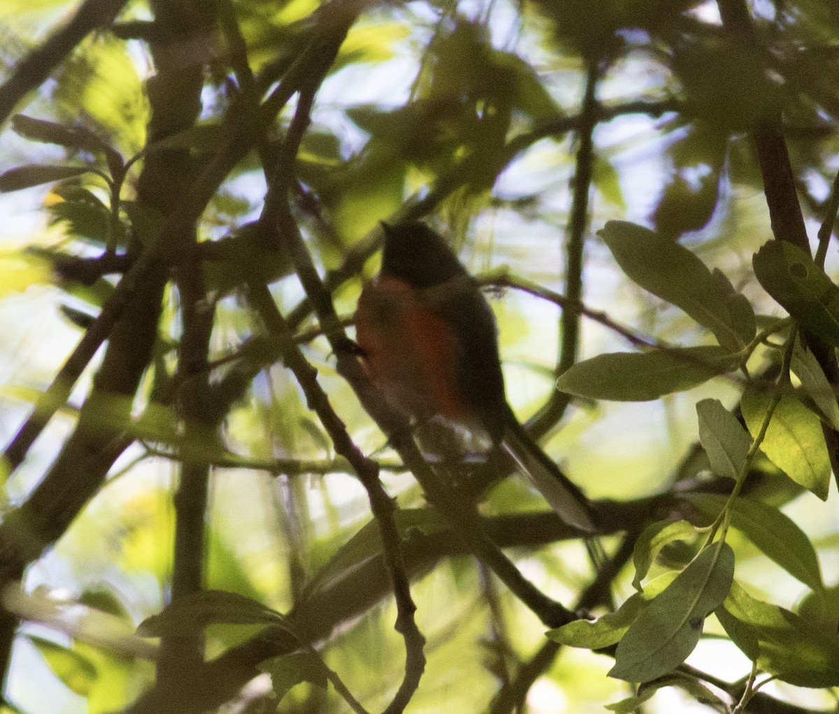 Slate-throated Redstart - ML623379218