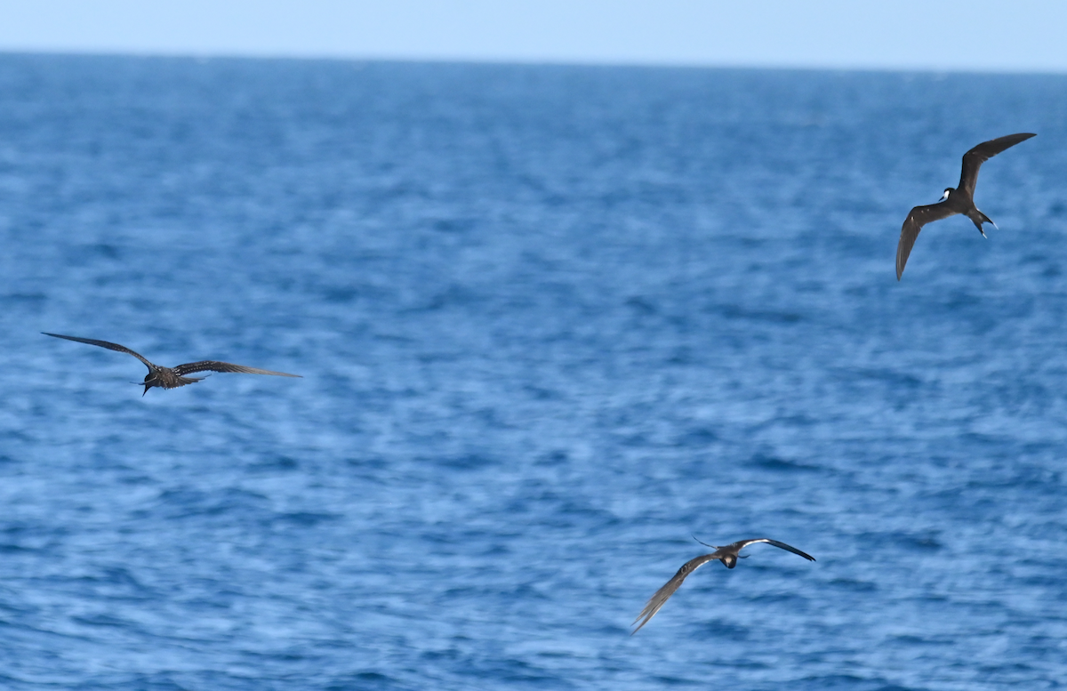 Sooty Tern - ML623379231