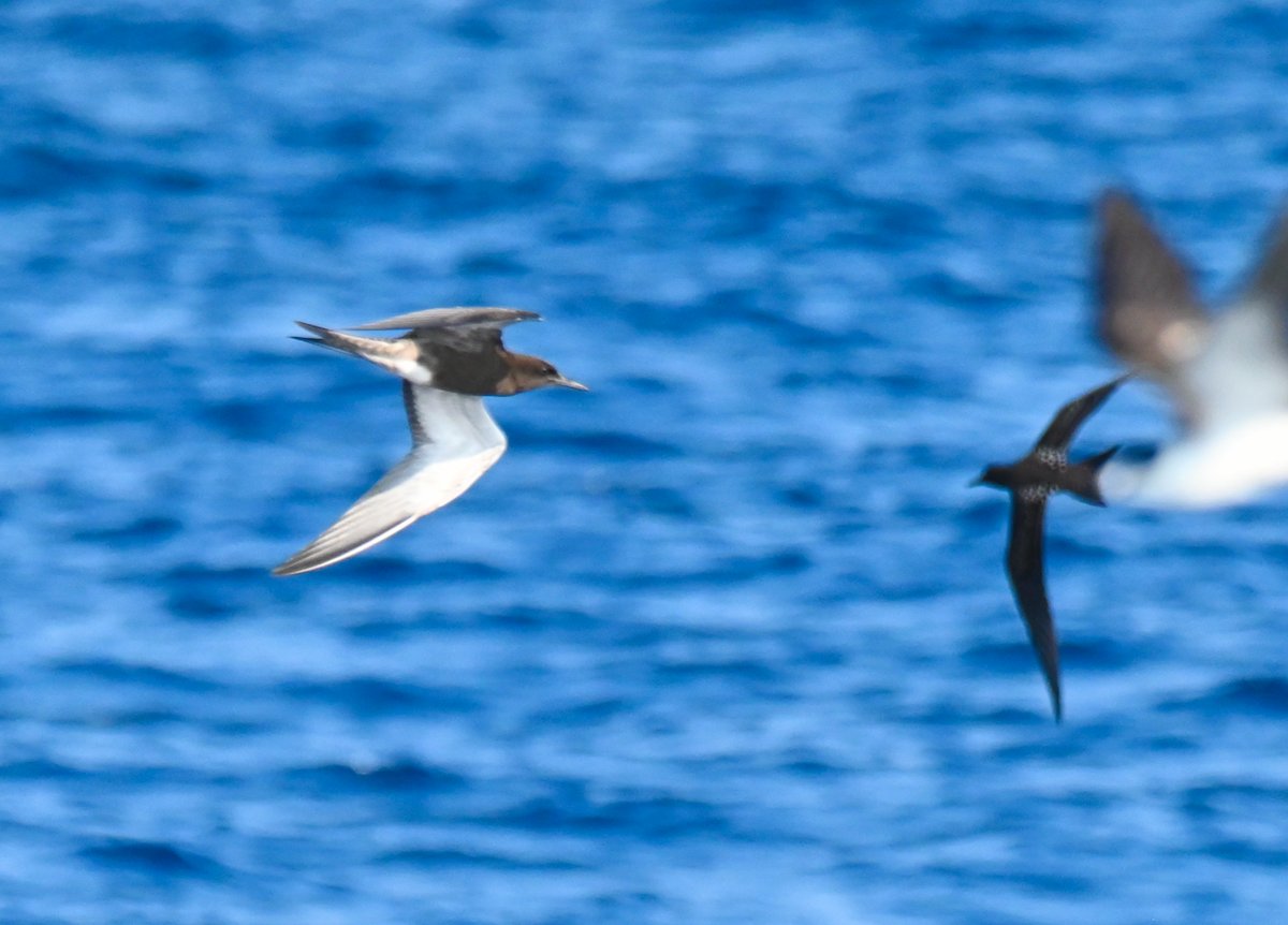 Sooty Tern - ML623379232