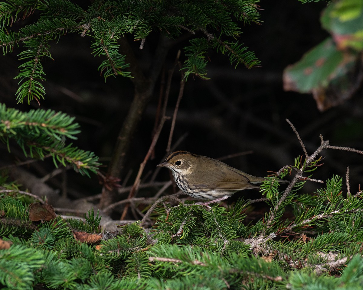 Ovenbird - ML623379234