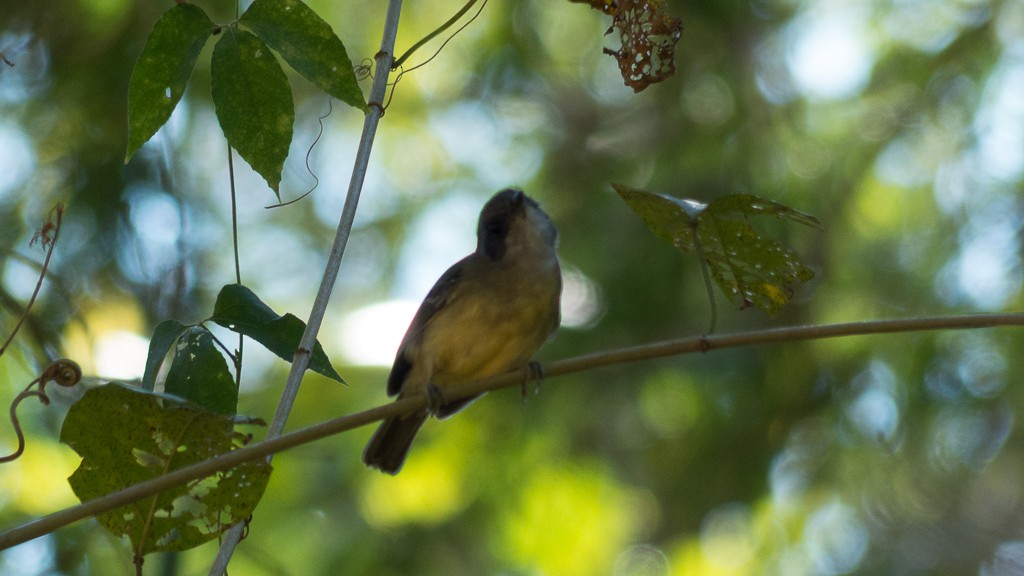 Plain Antvireo - ML623379326