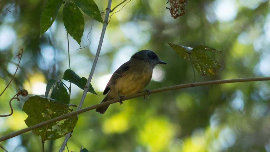 Plain Antvireo - ML623379327