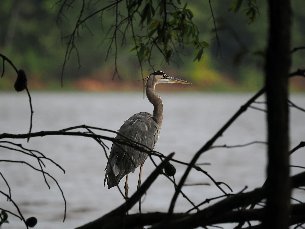 Great Blue Heron - ML623379355