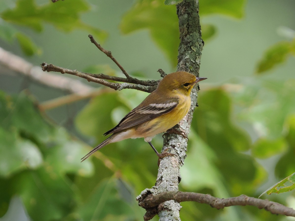 Pine Warbler - ML623379437