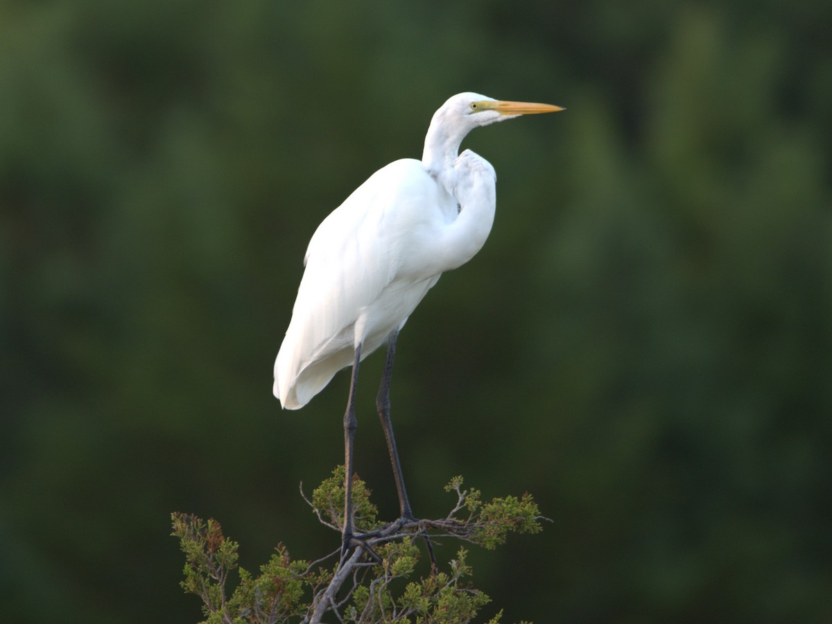 Great Egret - ML623379483