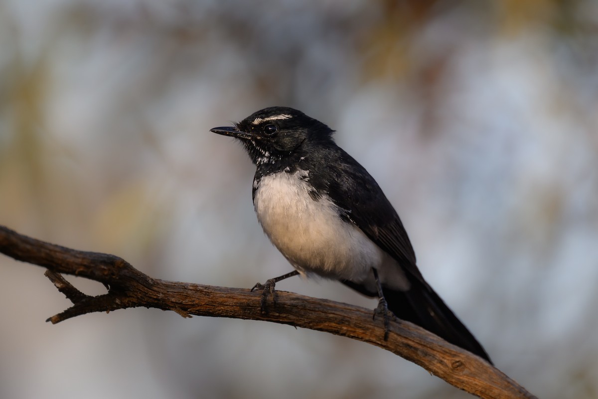 Willie-wagtail - ML623379522