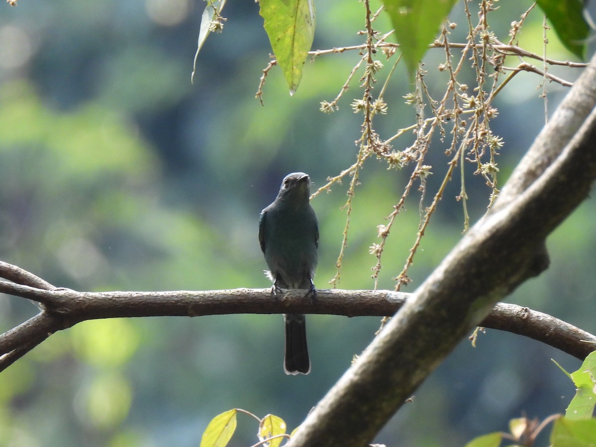 Black-winged Cuckooshrike - ML623379540