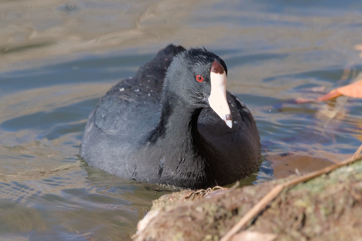 American Coot - ML623379545