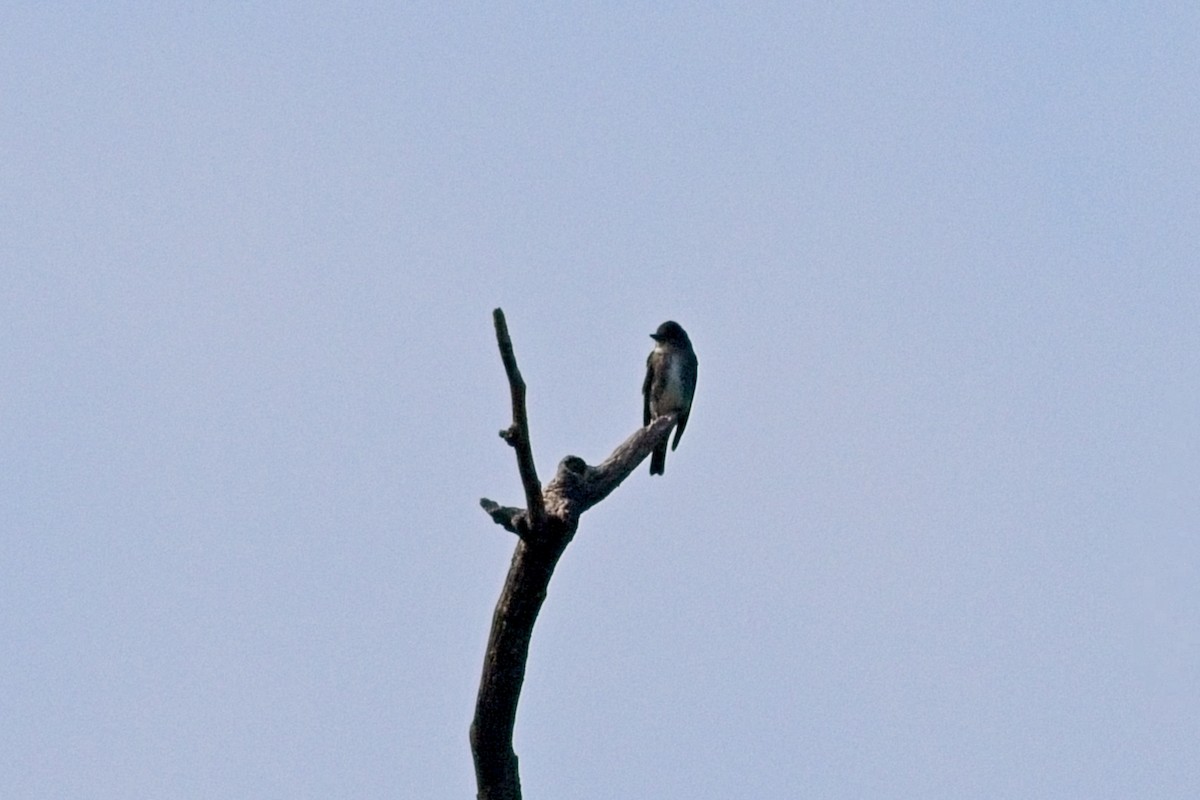Olive-sided Flycatcher - ML623379559