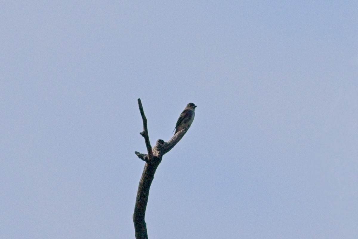 Olive-sided Flycatcher - ML623379560