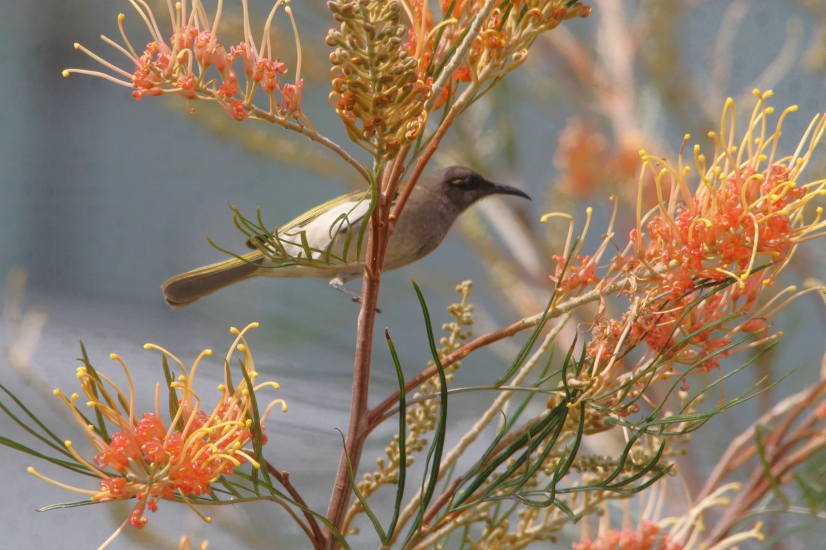 Brown Honeyeater - ML623379565