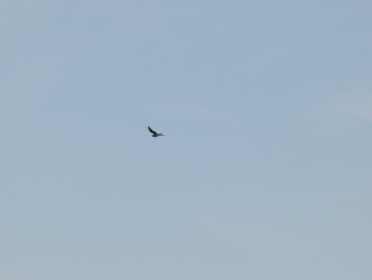 Common Nighthawk - ML623379601