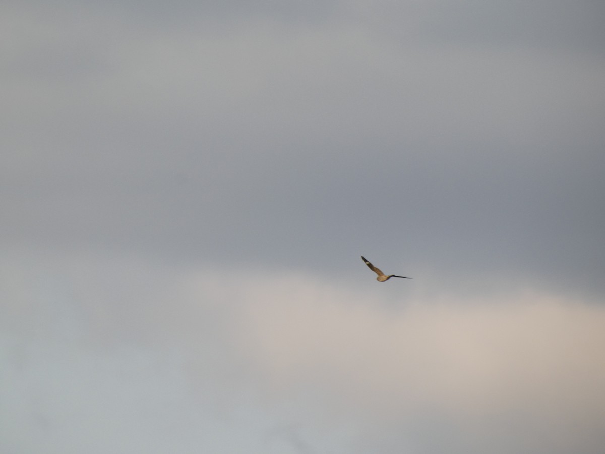 Common Nighthawk - ML623379602