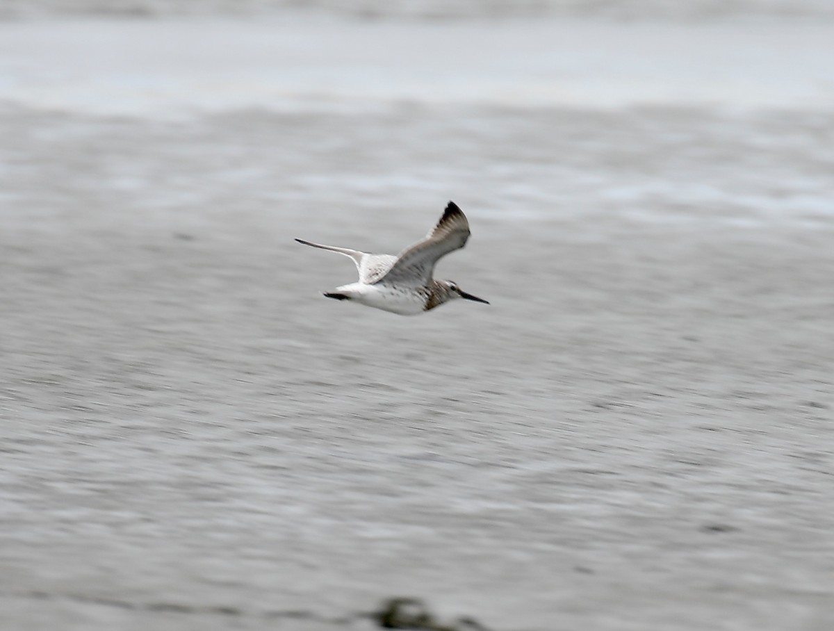 Great Knot - ML623379605