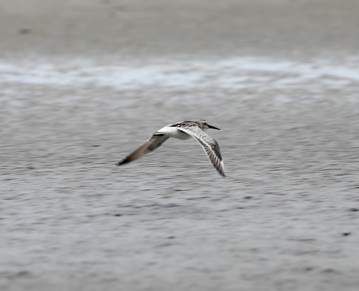 Great Knot - Mark  Hogarth