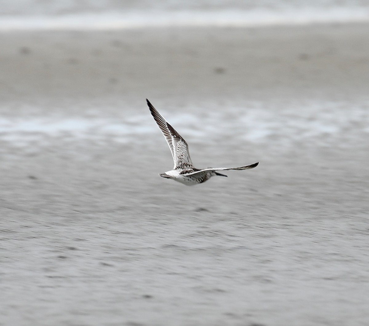 Great Knot - ML623379607