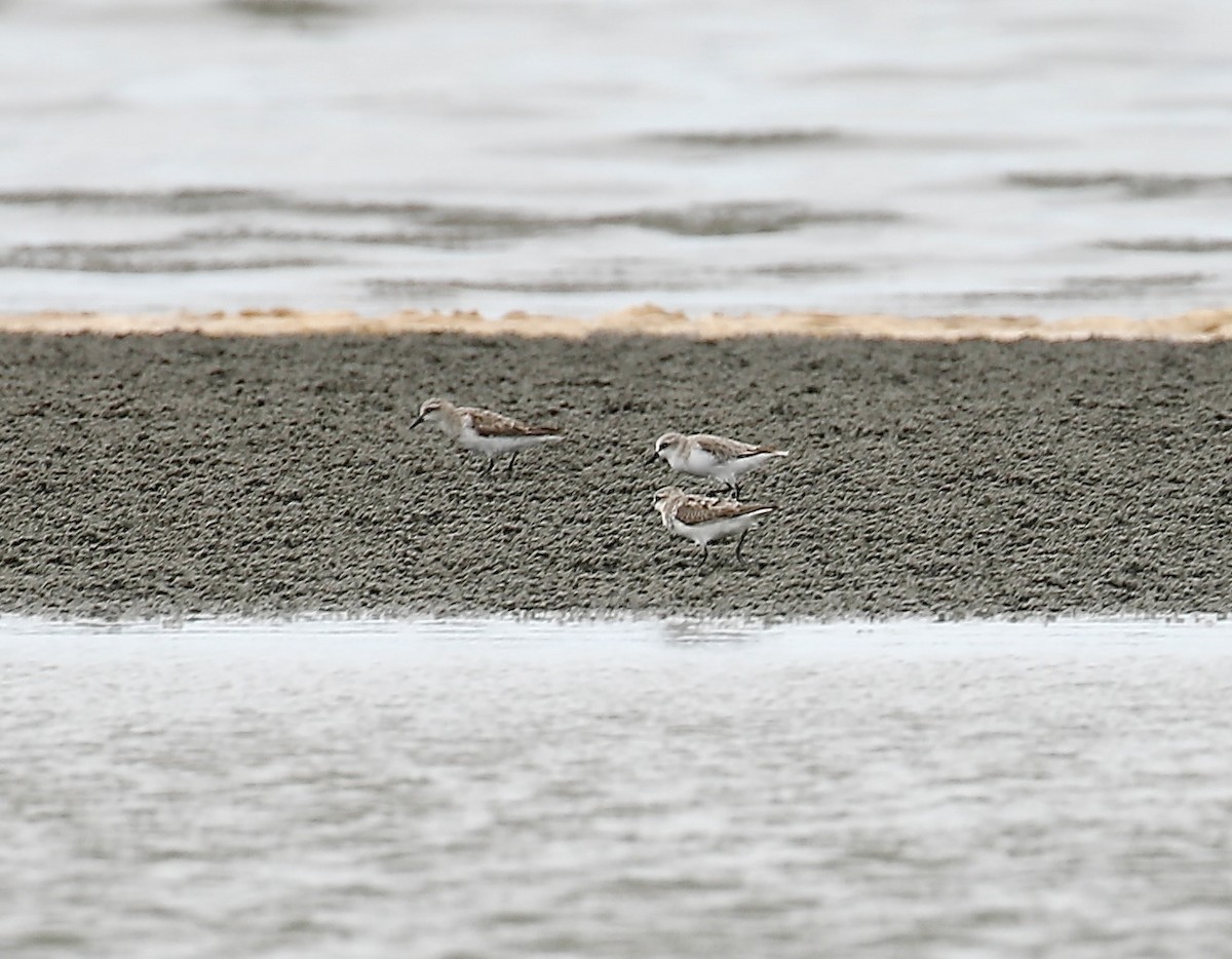 Red-necked Stint - ML623379610