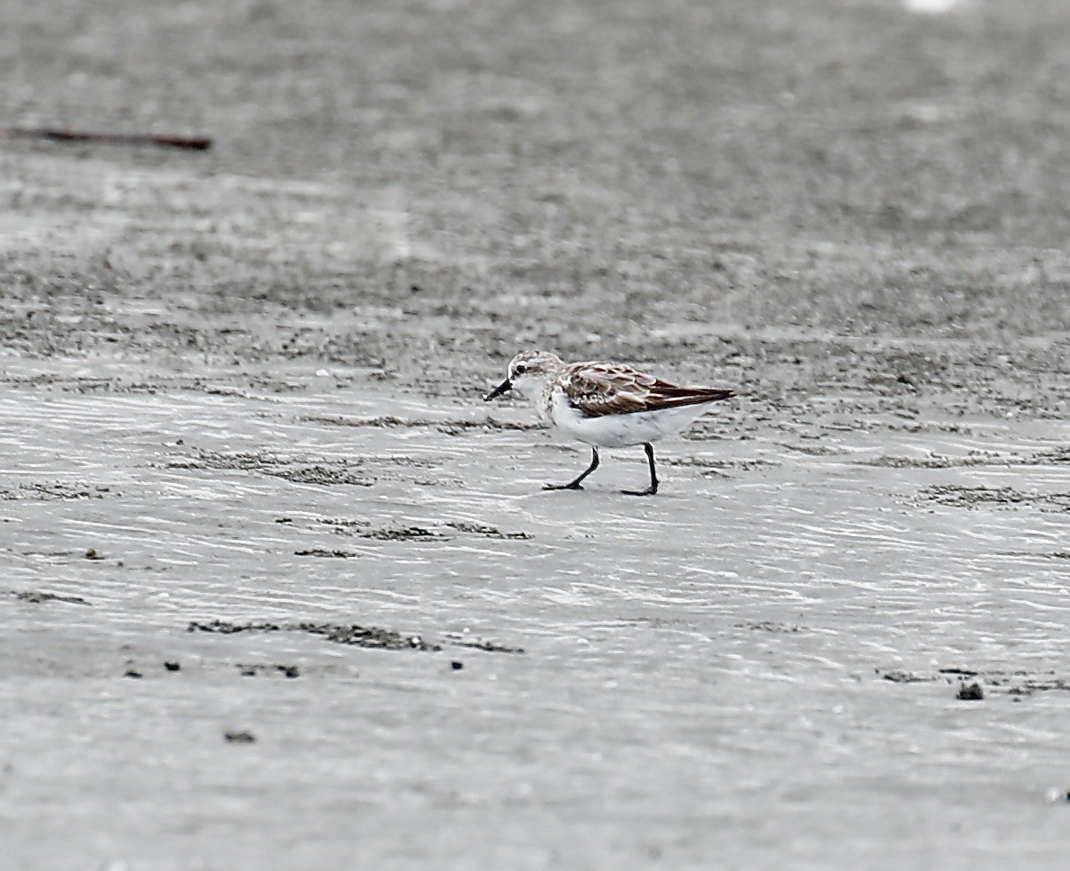 Red-necked Stint - Mark  Hogarth