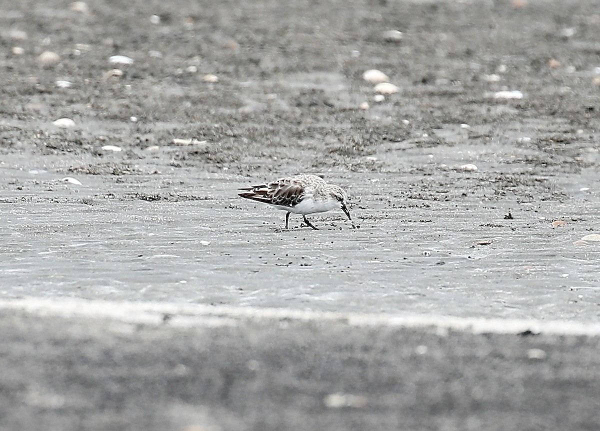 Red-necked Stint - ML623379617