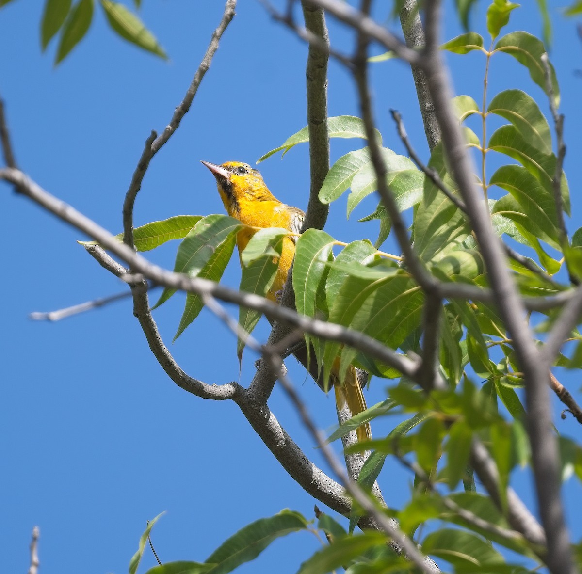 Bullock's Oriole - ML623379620