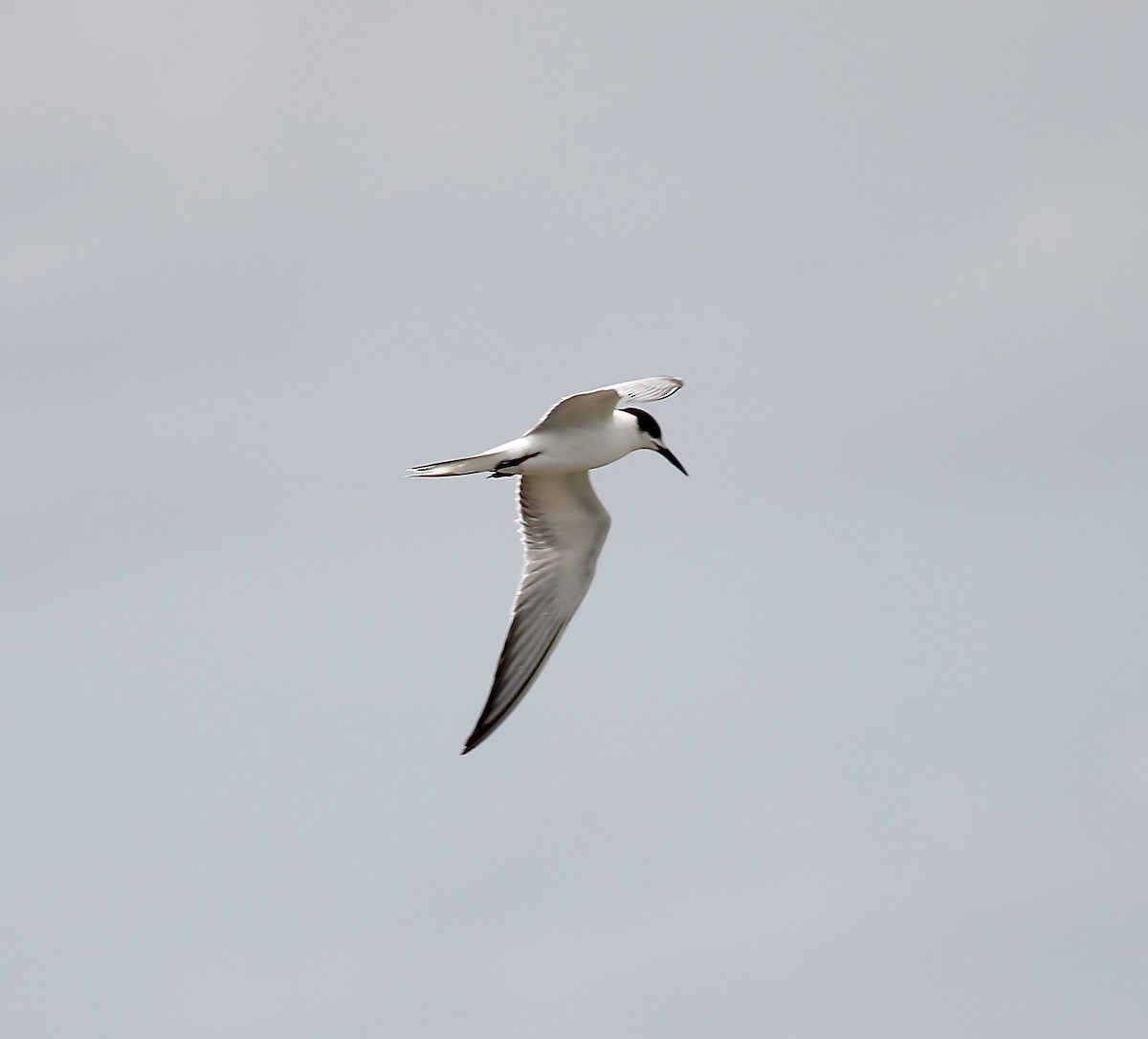 Common Tern - ML623379635