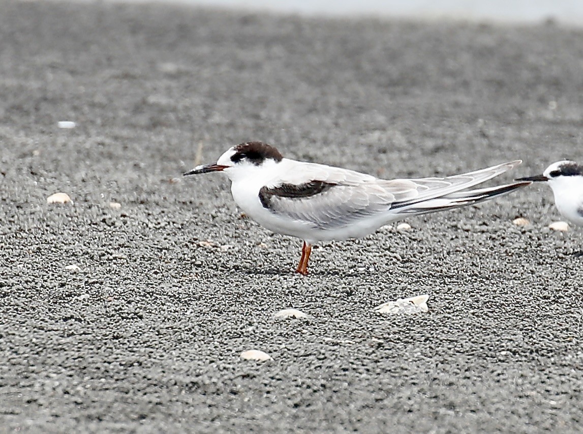 Common Tern - ML623379640