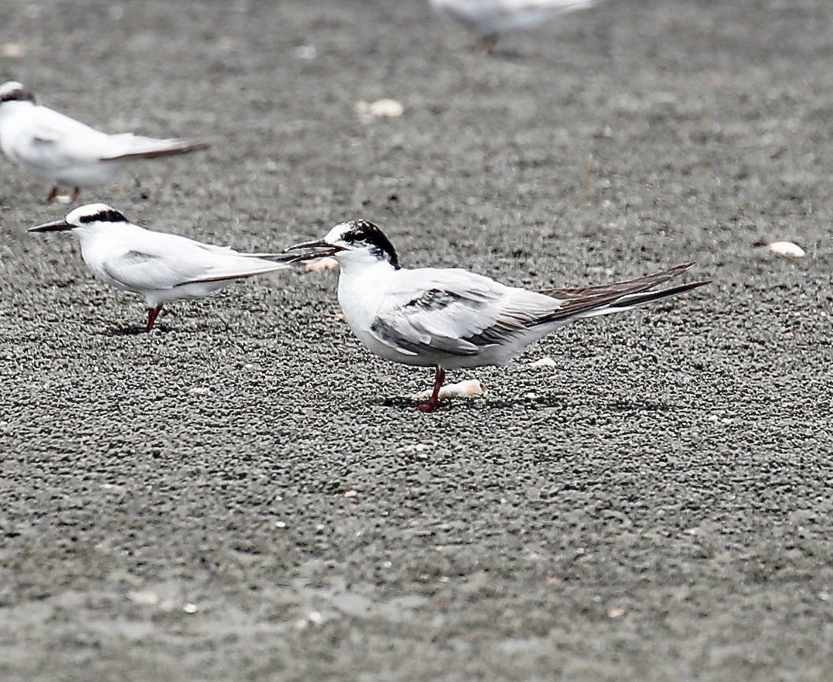 Common Tern - ML623379641