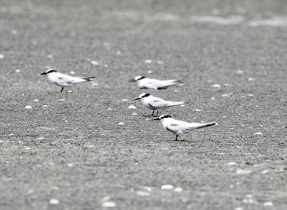 Little Tern - ML623379653