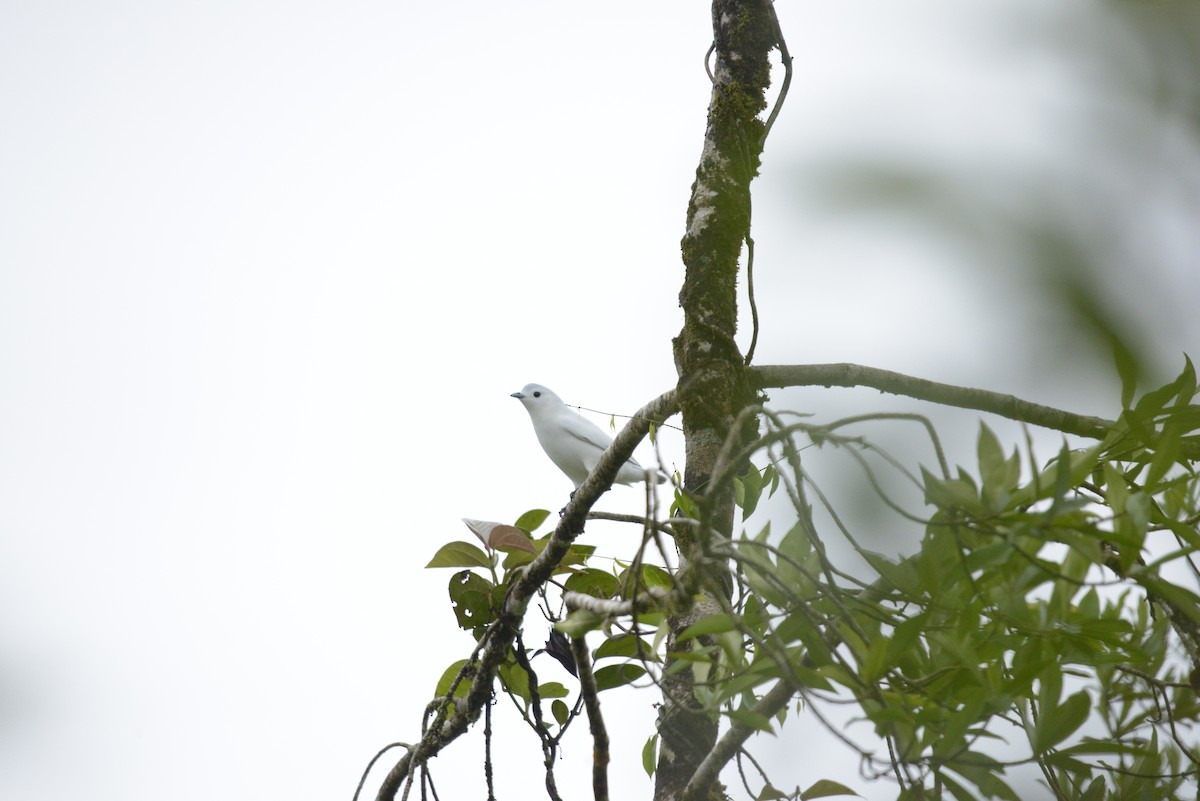 Snowy Cotinga - ML623379655