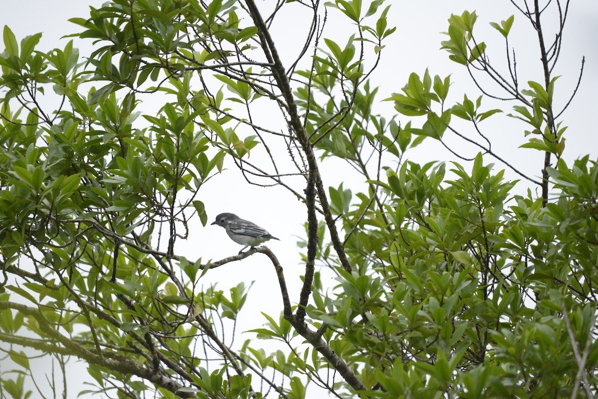 Snowy Cotinga - Johser Nature