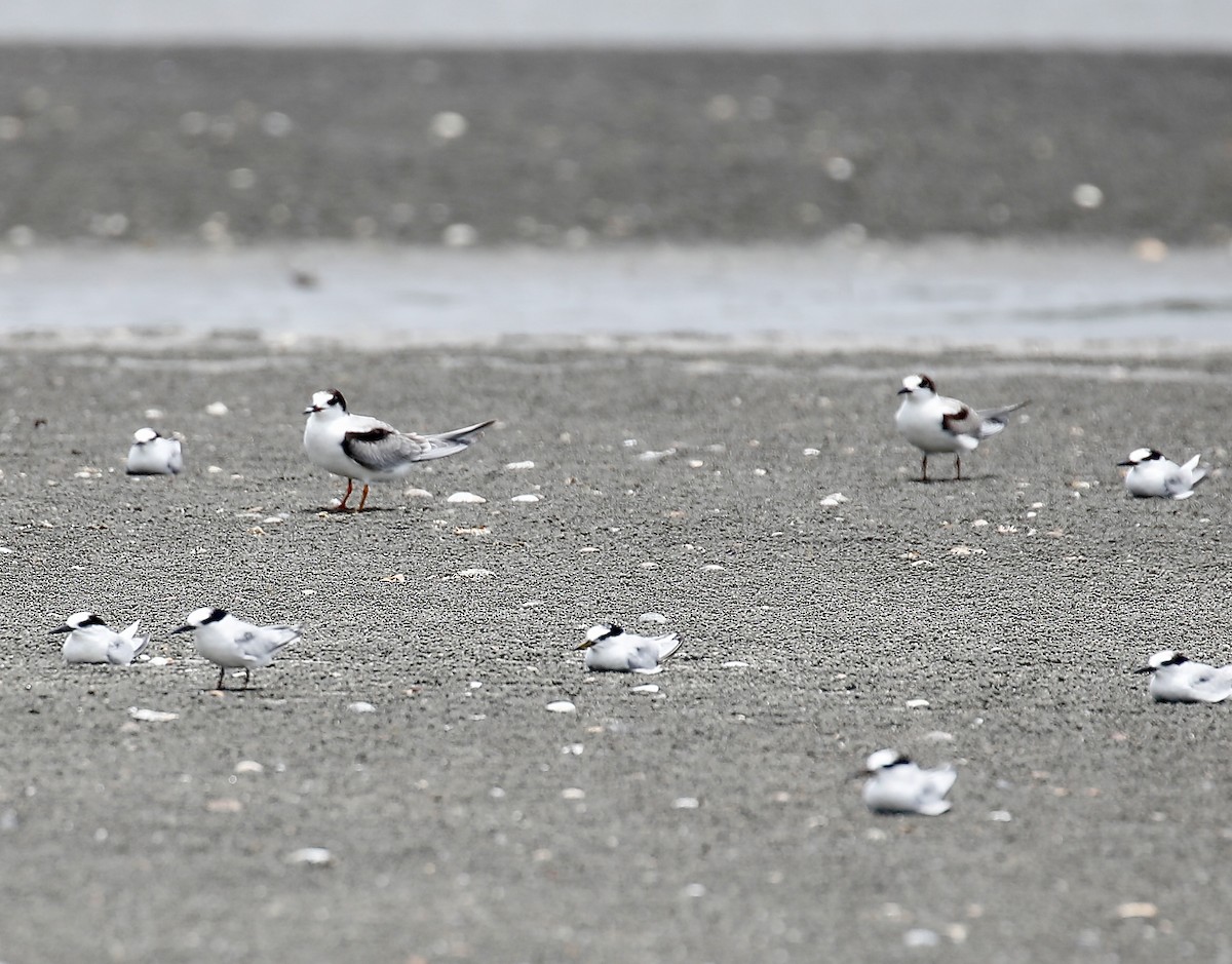 Little Tern - ML623379659