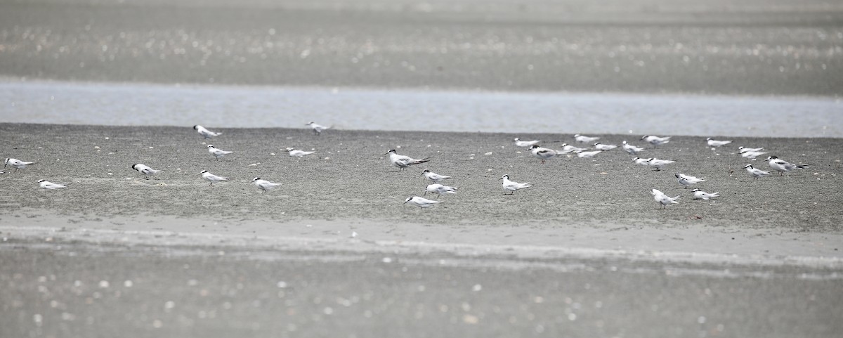 Little Tern - ML623379661