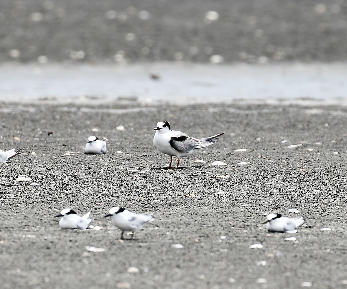 Common Tern - ML623379697