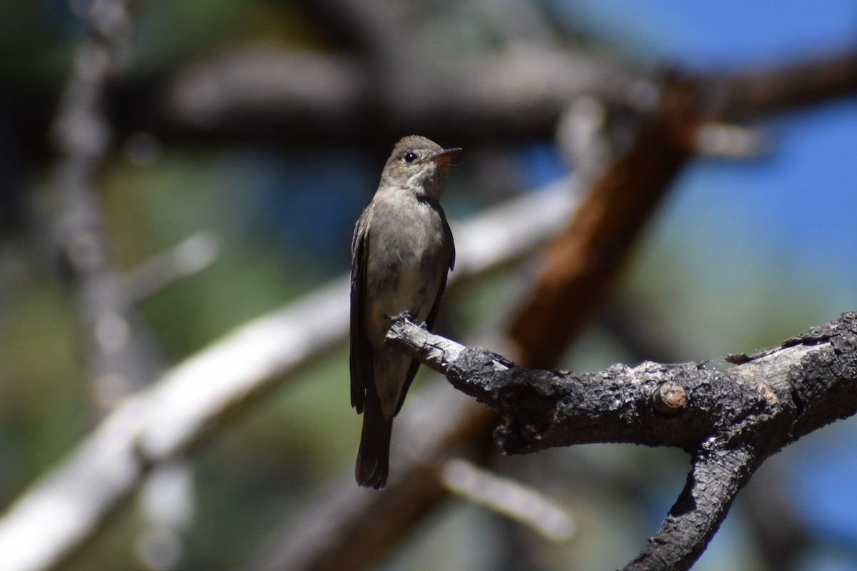 Western Wood-Pewee - ML623379701