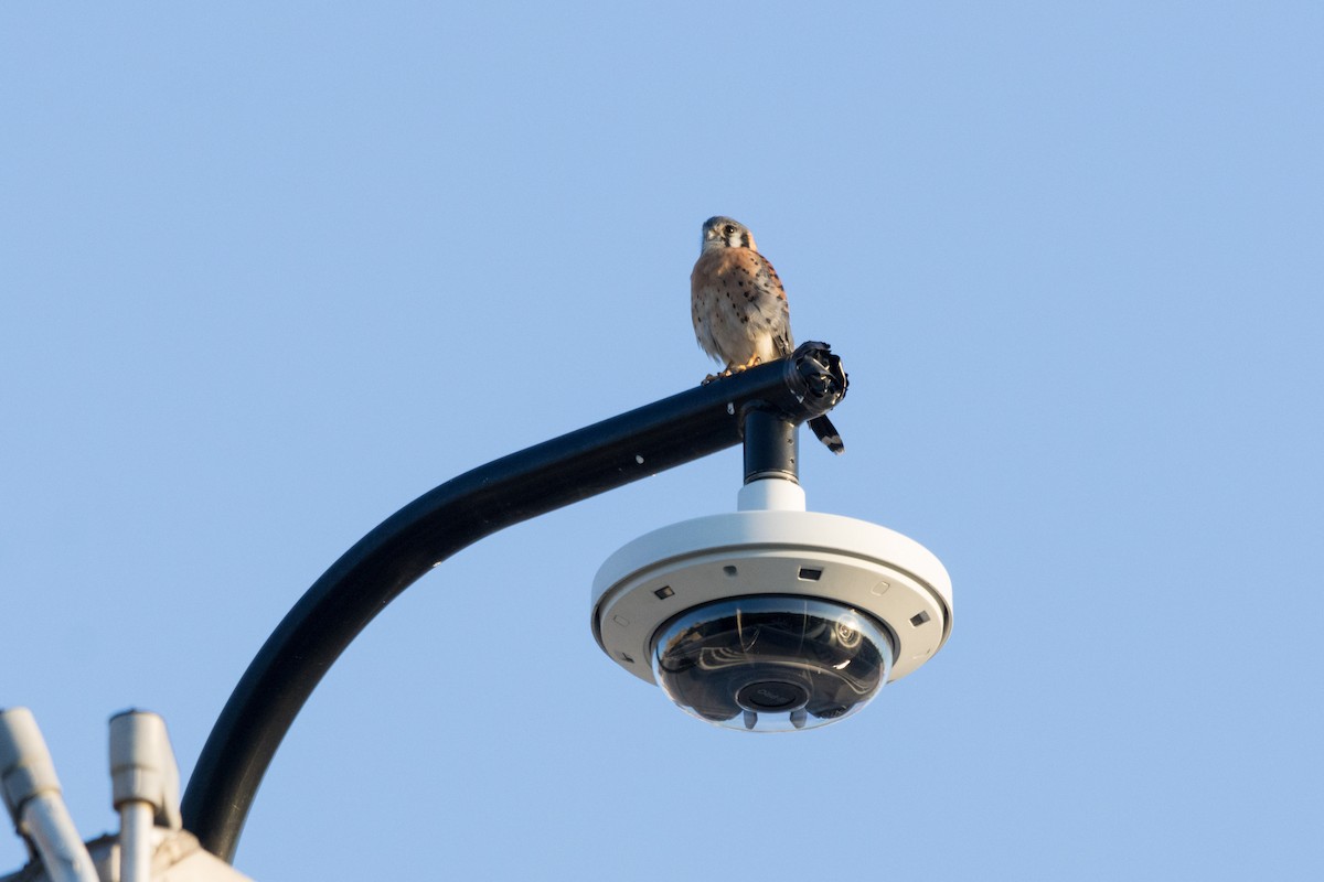 American Kestrel - ML623379721