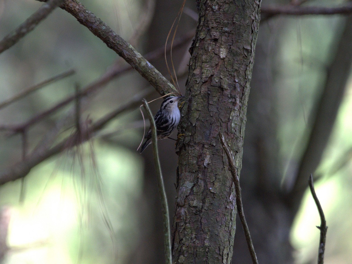 Black-and-white Warbler - Tracee Fugate