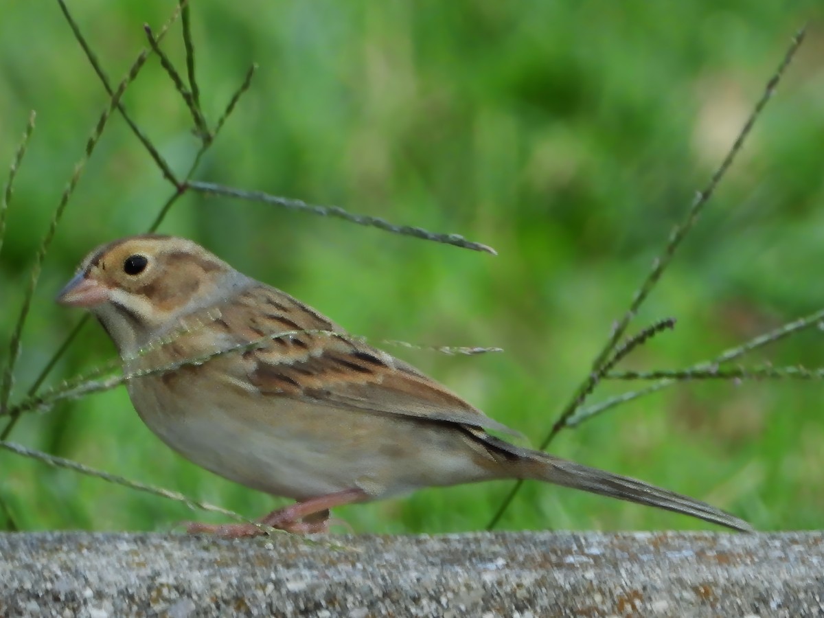 Clay-colored Sparrow - ML623379774