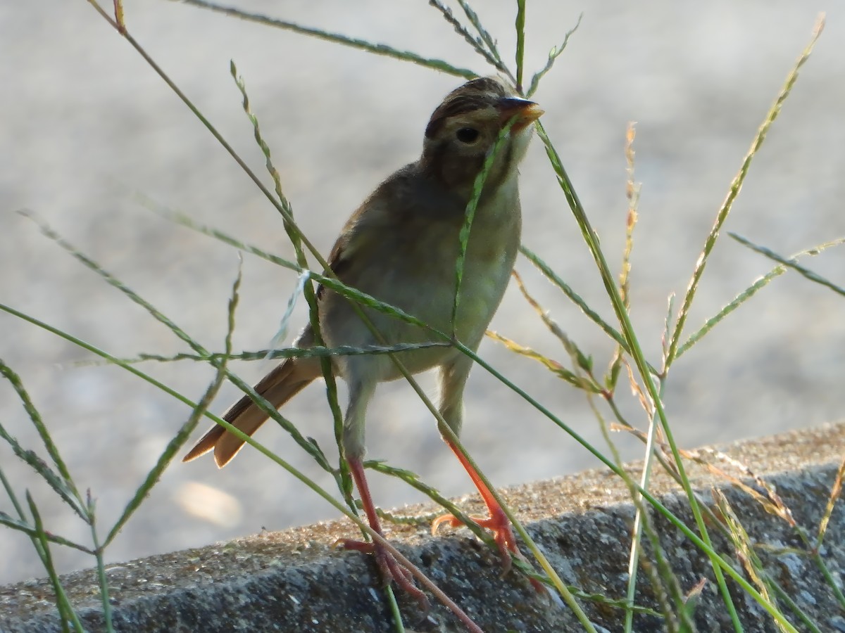 Clay-colored Sparrow - ML623379775